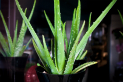 Aloe vera: Beneficii, piele, cancer, sistem imunitar, ulcer, sindromul colonului iritabil, sanatate, diabet, colesterol Aloe vera: Beneficii, piele, cancer, sistem imunitar, ulcer, sindromul colonului iritabil, sanatate, diabet, colesterol